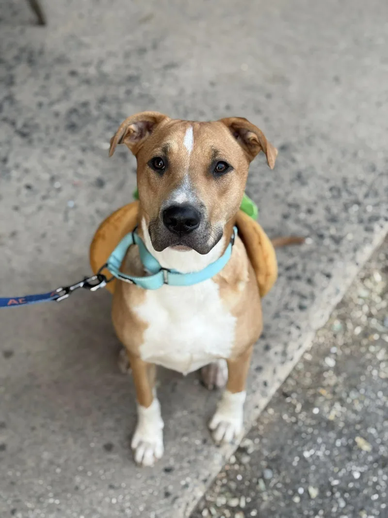 Gas Station Hotdog thumbnail 3