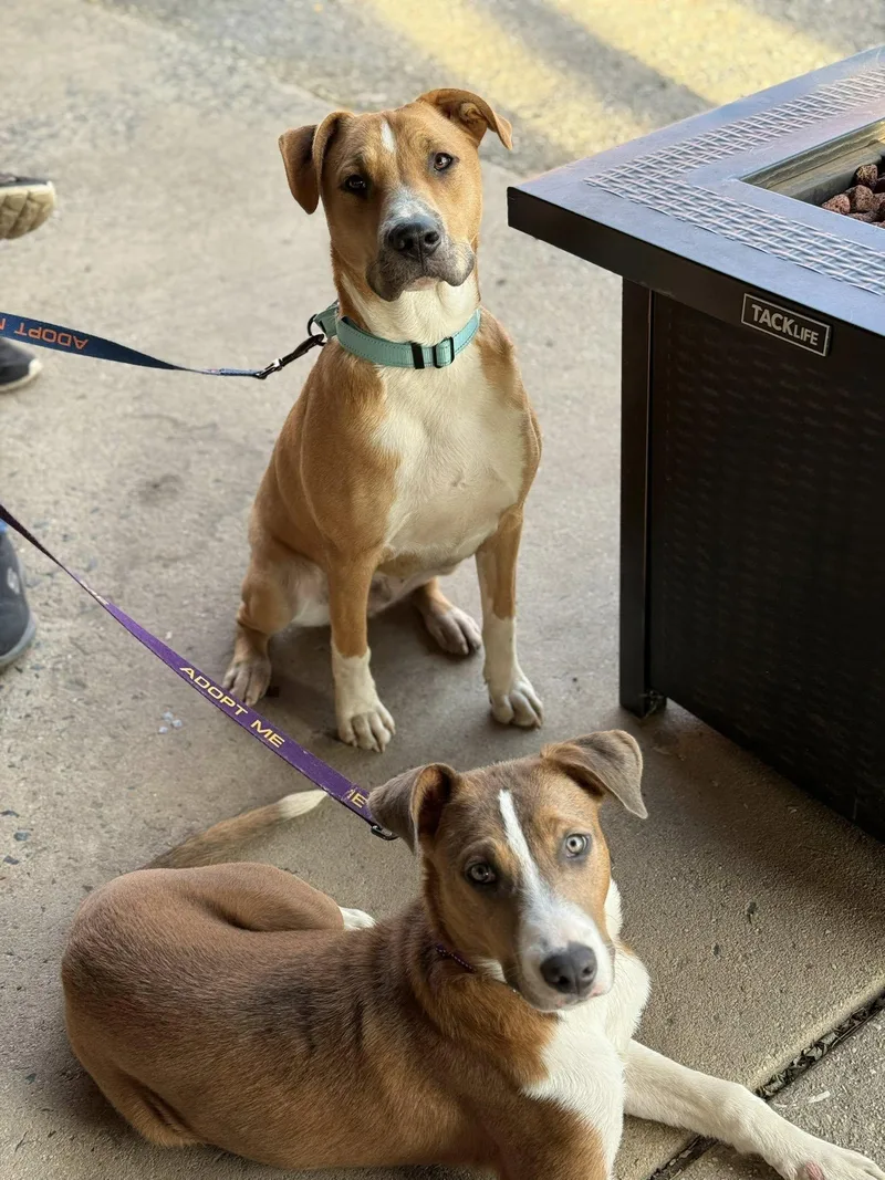 Gas Station Hotdog thumbnail 4