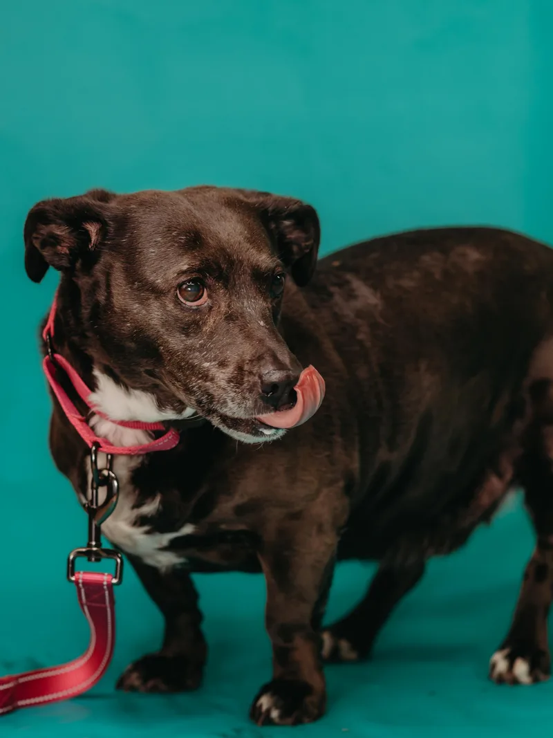 Sweet Pea thumbnail 2