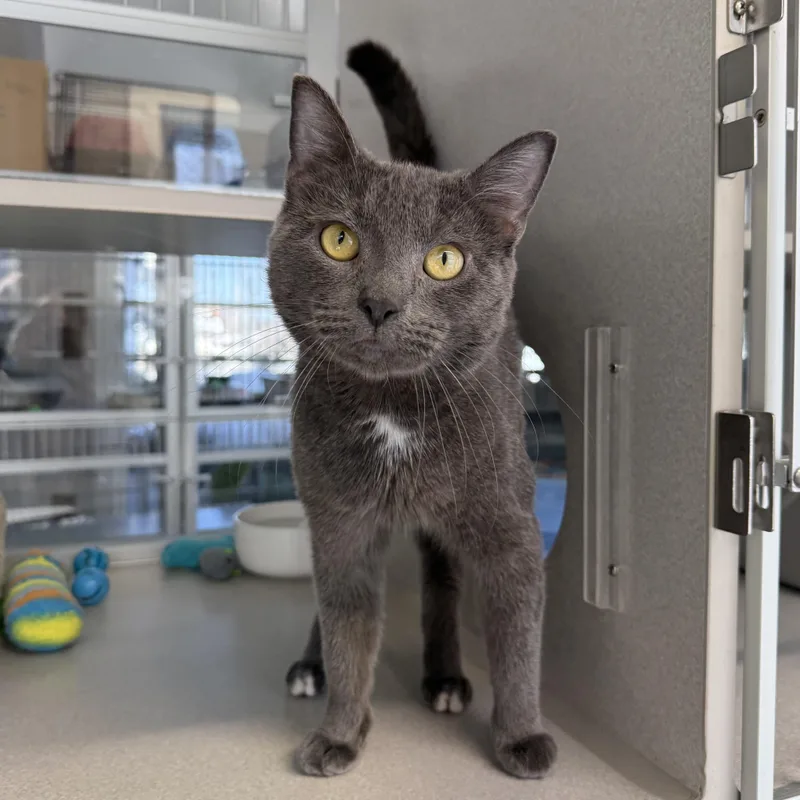 A young medium-sized male Gray / Blue / Silver Domestic Short Hair cat named Earl for adoption in West Milford, NJ