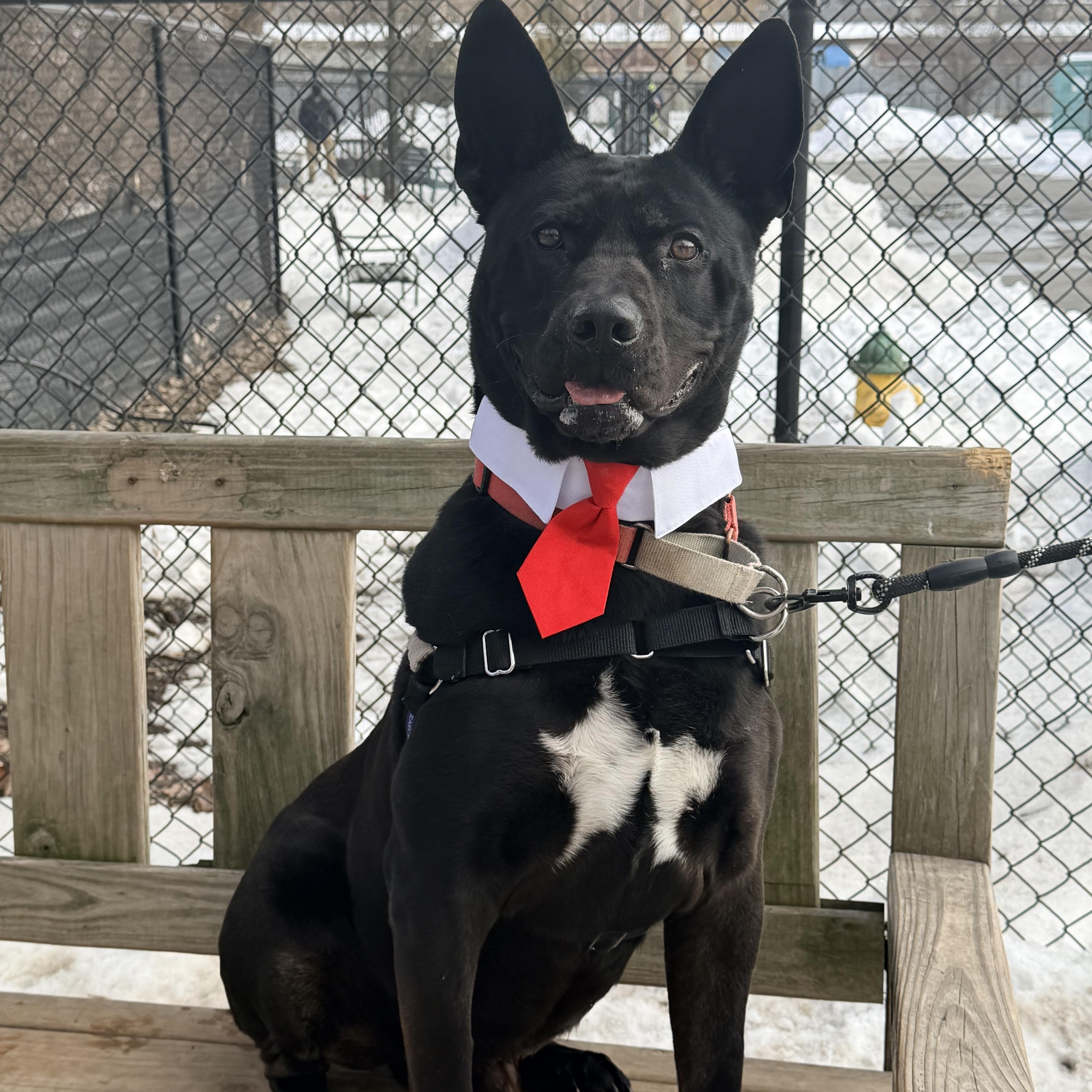 Jackbouncer. thumbnail 3