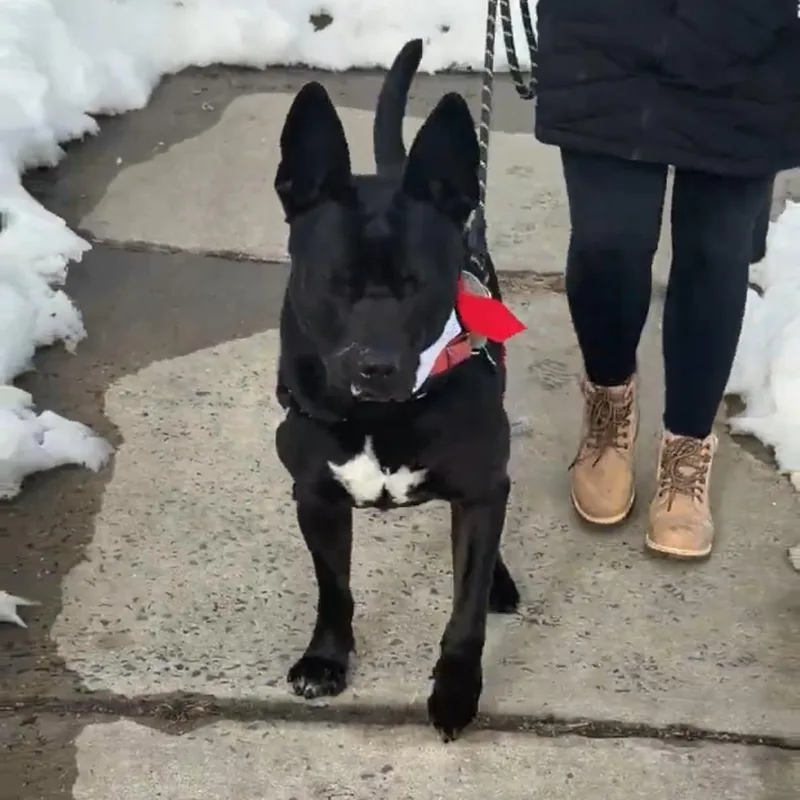 Jackbouncer. thumbnail 4