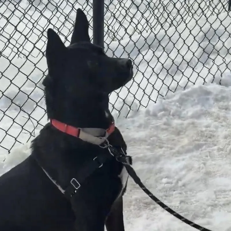 Jackbouncer. thumbnail 5