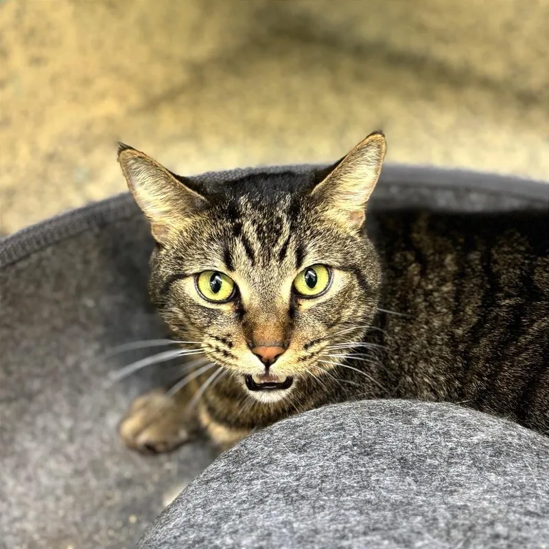 Firulais Aka Tutu thumbnail 2