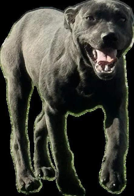 A young medium-sized female Gray / Blue / Silver Labrador Retriever dog named Bonnie for adoption in Ulysses, KS