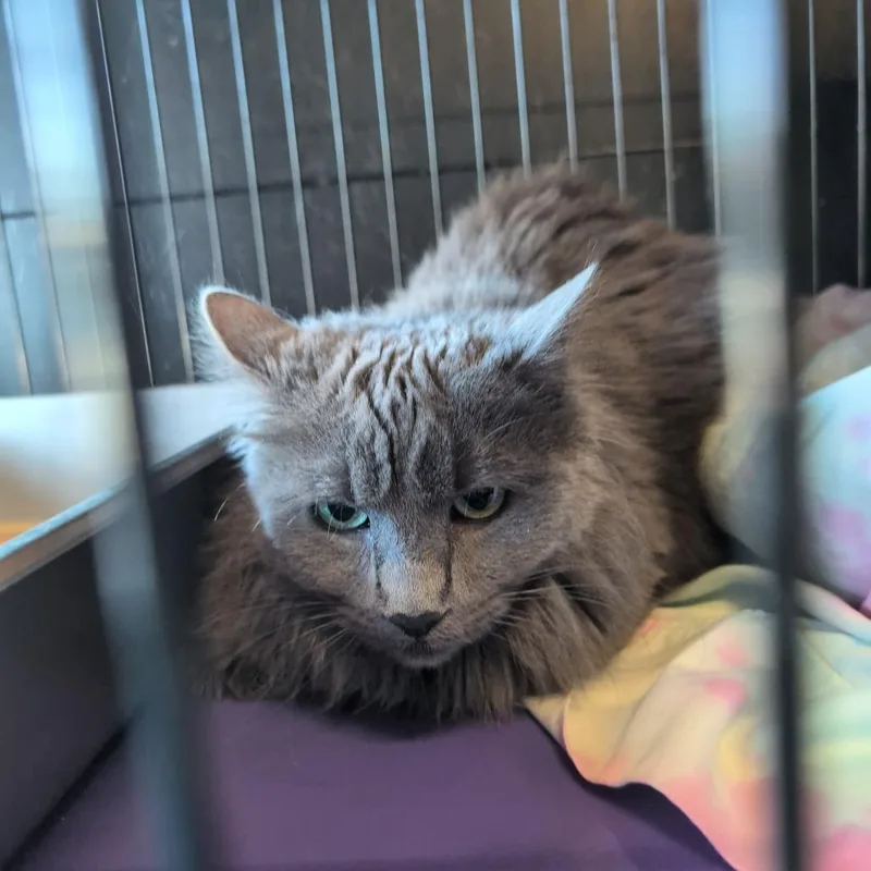 Curly Sue thumbnail 2