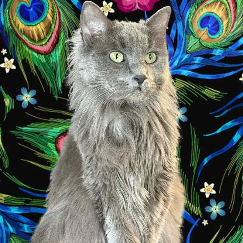 Curly Sue thumbnail 3