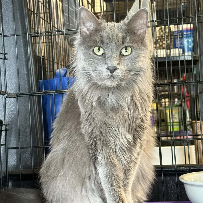 Curly Sue thumbnail 4