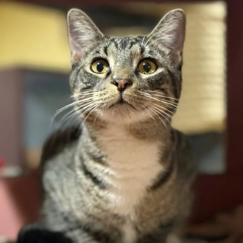 Dusty Bottoms thumbnail 2