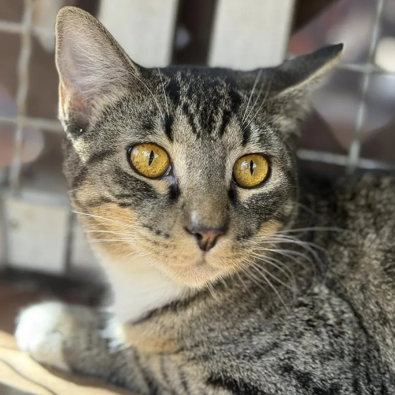 Dusty Bottoms thumbnail 3