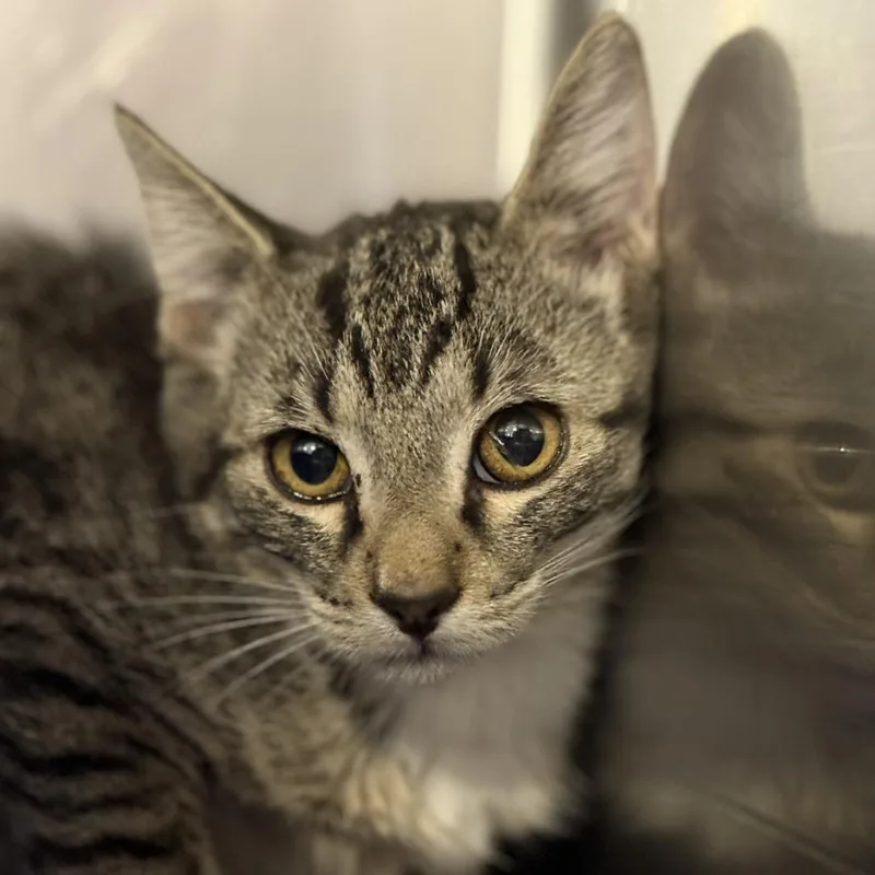 Dusty Bottoms thumbnail 4