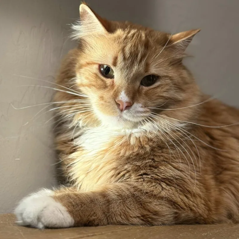 Firedrake thumbnail 2