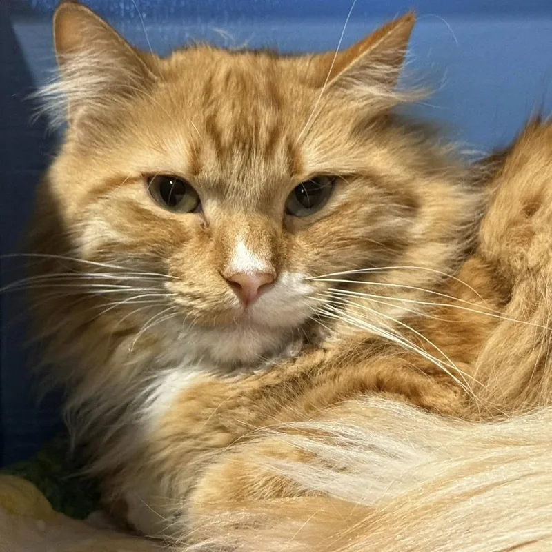 Firedrake thumbnail 3