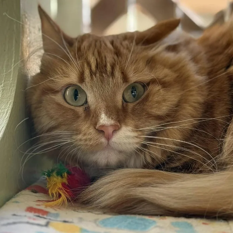 Firedrake thumbnail 4