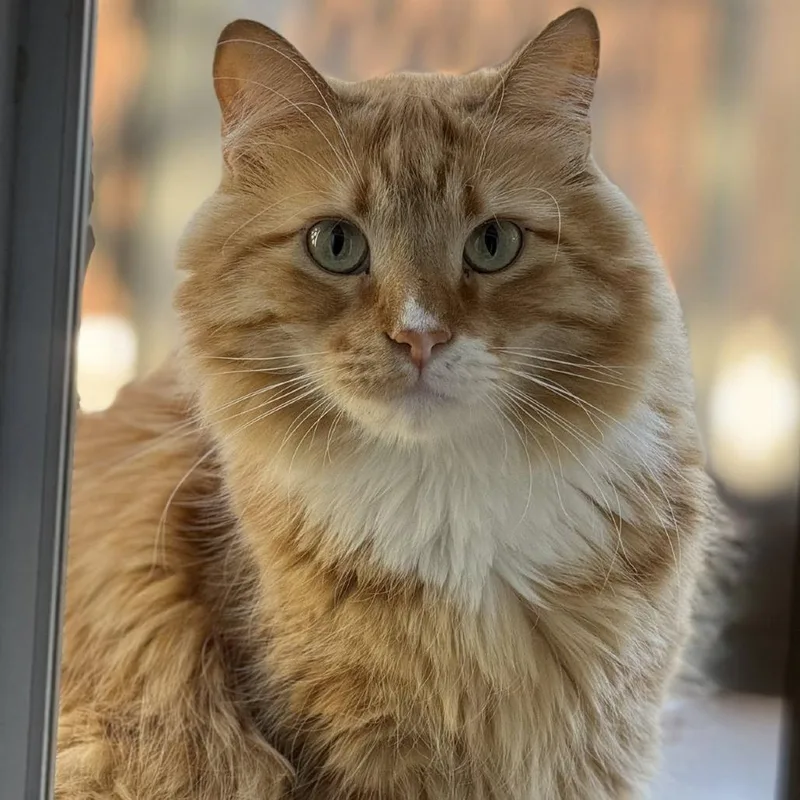 Firedrake thumbnail 5