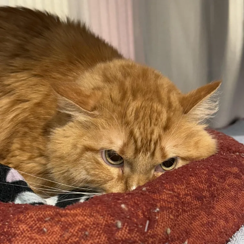 Firedrake thumbnail 6