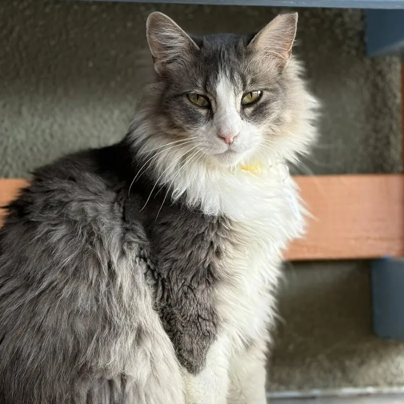 Floccose thumbnail 2