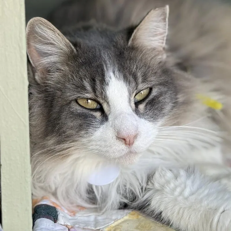 Floccose thumbnail 3