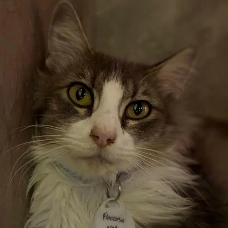 Floccose thumbnail 5