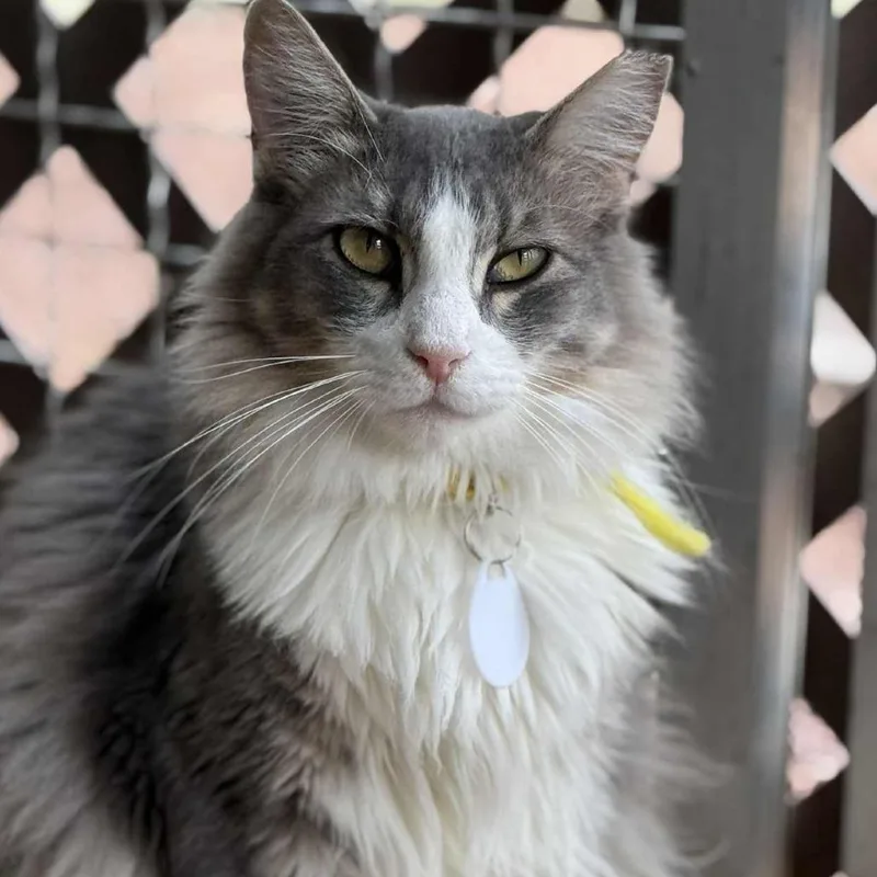 Floccose thumbnail 6