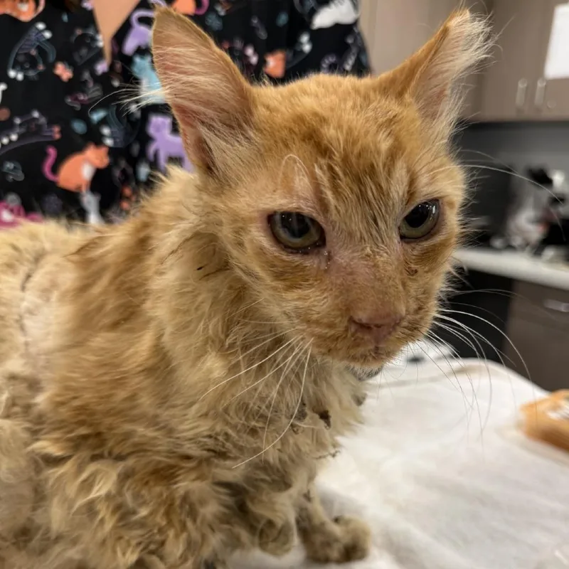 Jelly Time thumbnail 5