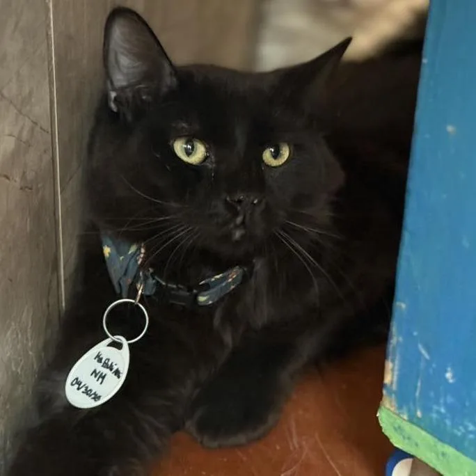 Ka Pahi Ahi thumbnail 2