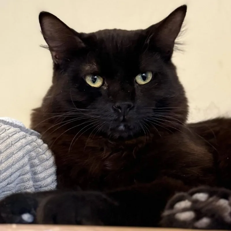 Ka Pahi Ahi thumbnail 3