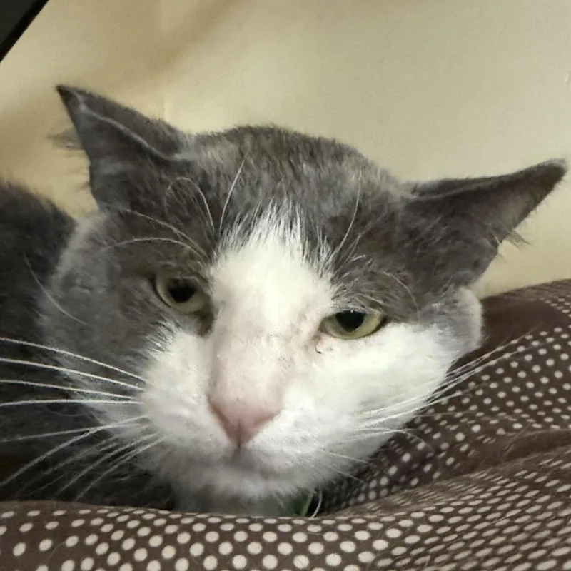 Carpe Diem thumbnail 4