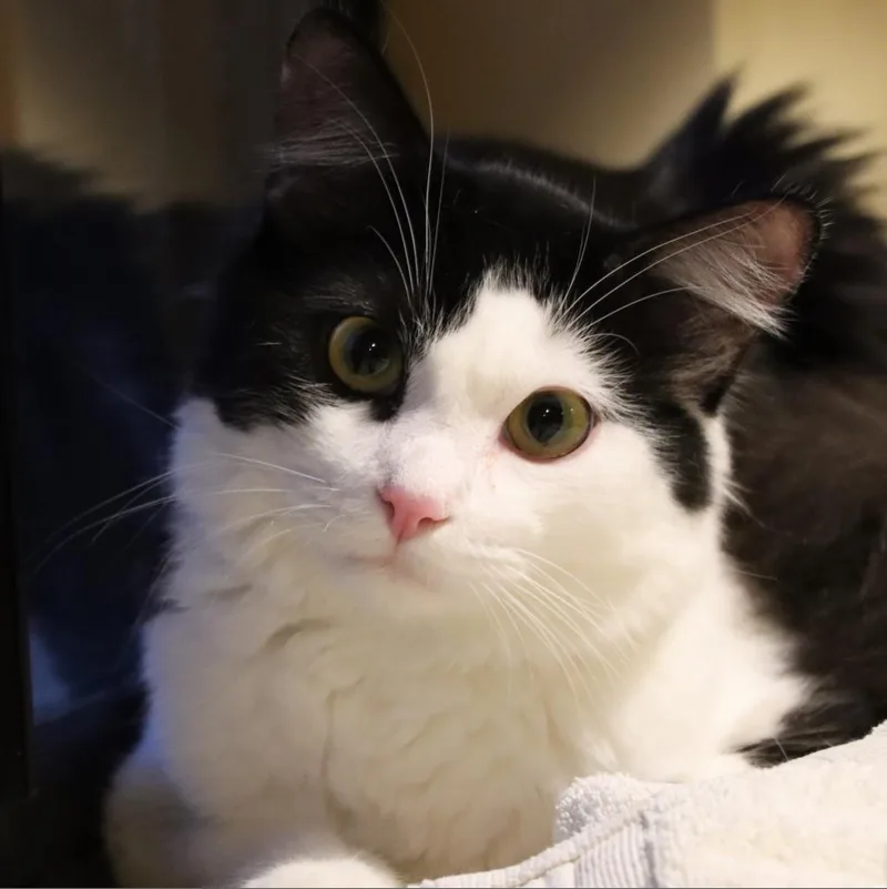 Burburin thumbnail 3