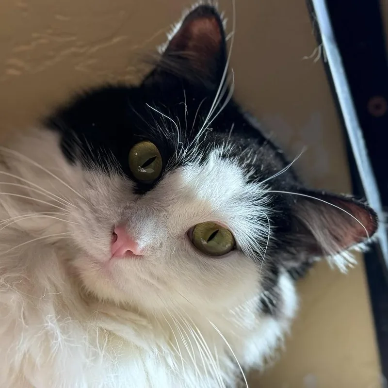 Burburin thumbnail 4