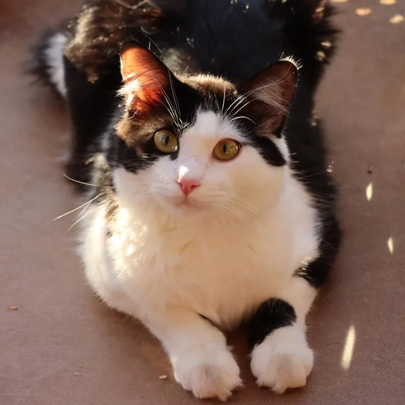 Burburin thumbnail 6