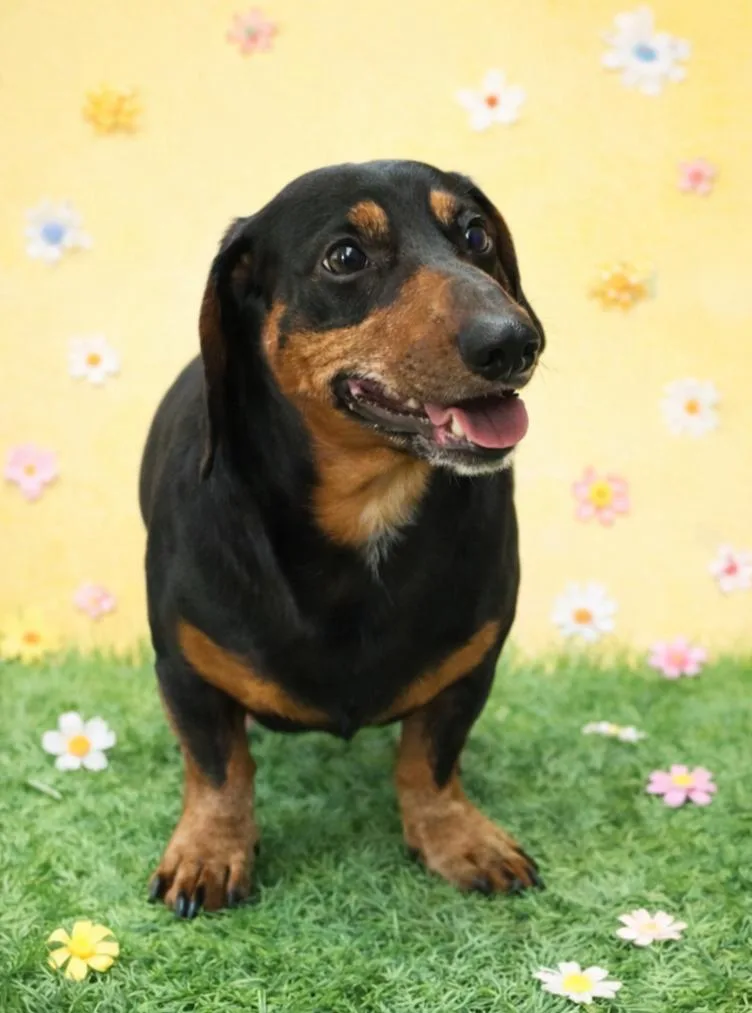 Sweet Doxie Dad thumbnail 3