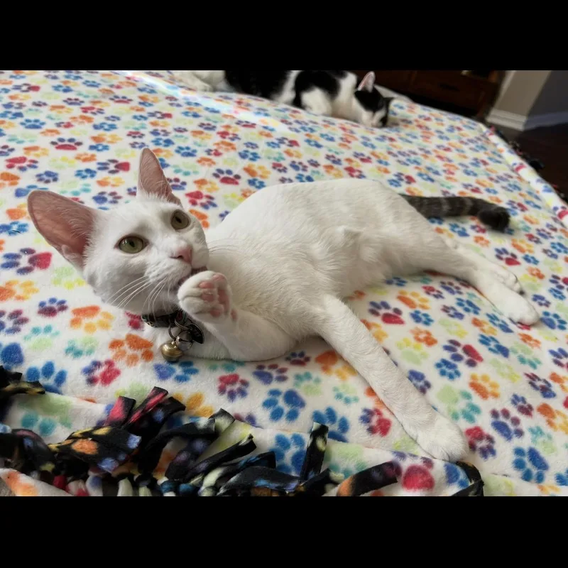 Cream Puff thumbnail 2