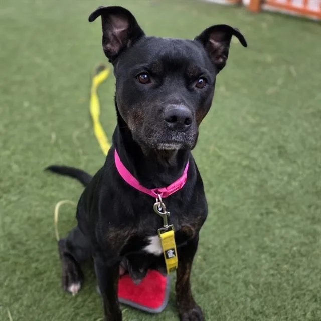 Sasha Fierce photo 1