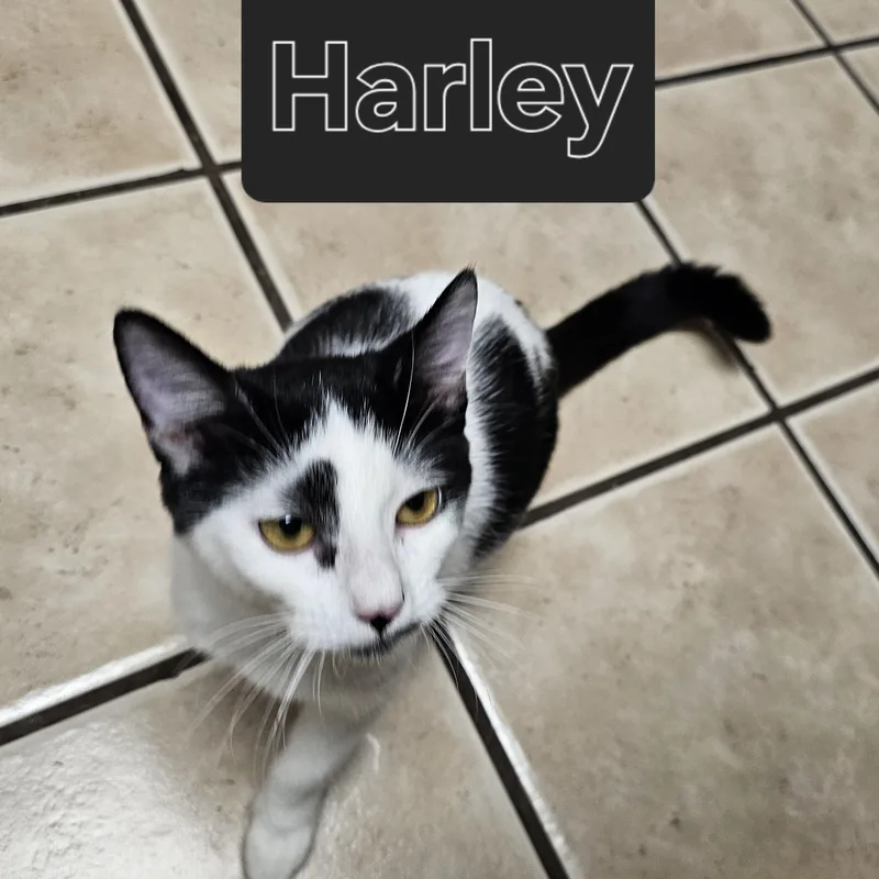 Harlequin thumbnail 2