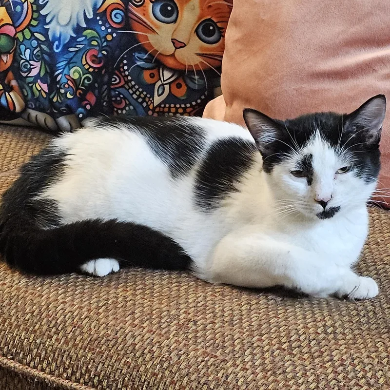 A young large-sized female Domestic Short Hair cat named Harlequin for adoption in Fort Worth, TX