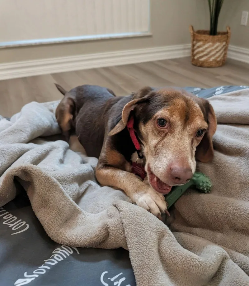 Herbie Iii thumbnail 2