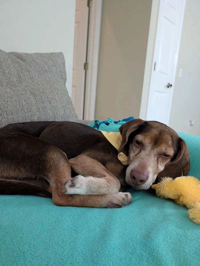 Herbie Iii thumbnail 3