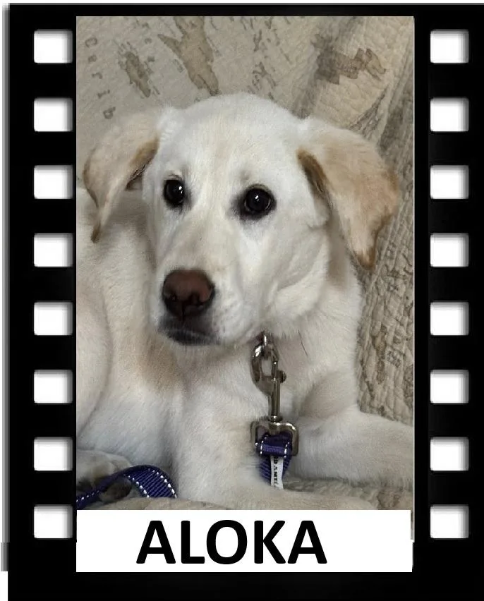 Aloka