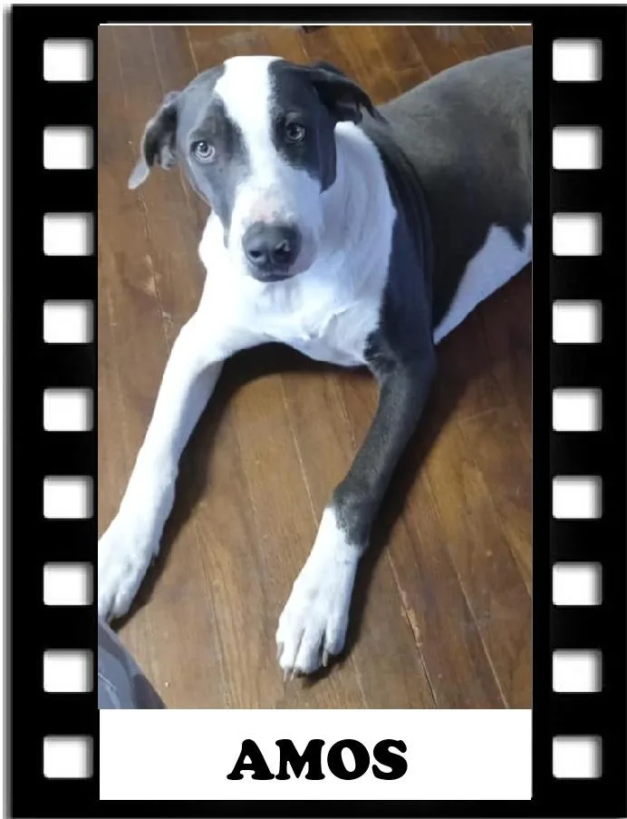 An adult large-sized male Gray / Blue / Silver Pointer dog named Amos for adoption in Navarre, FL