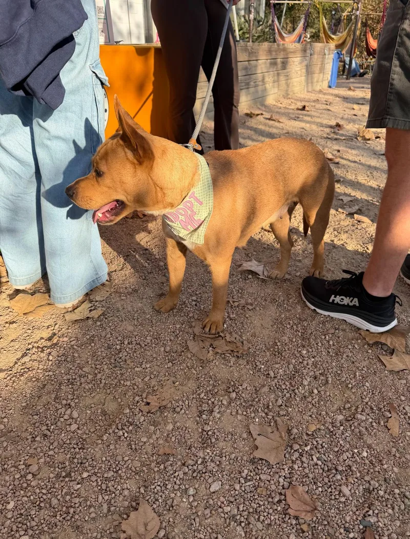 Blanca Marigold thumbnail 2