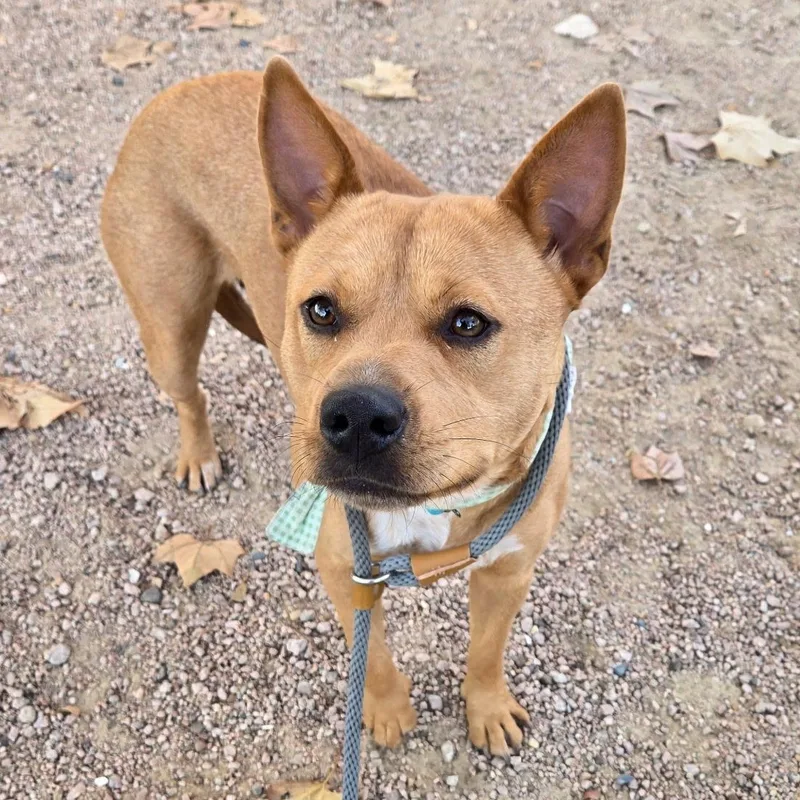 Blanca Marigold thumbnail 3