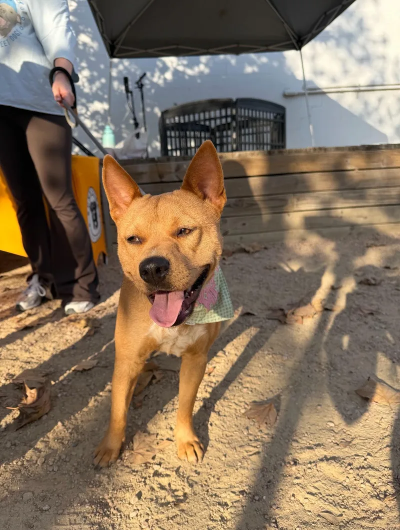 Blanca Marigold thumbnail 5