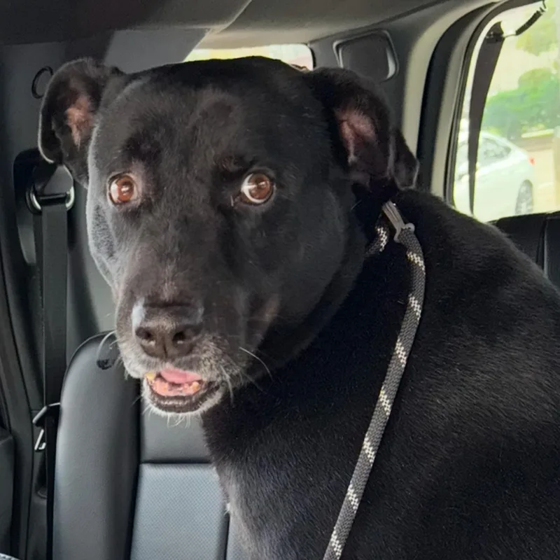 Roger Moore thumbnail 3