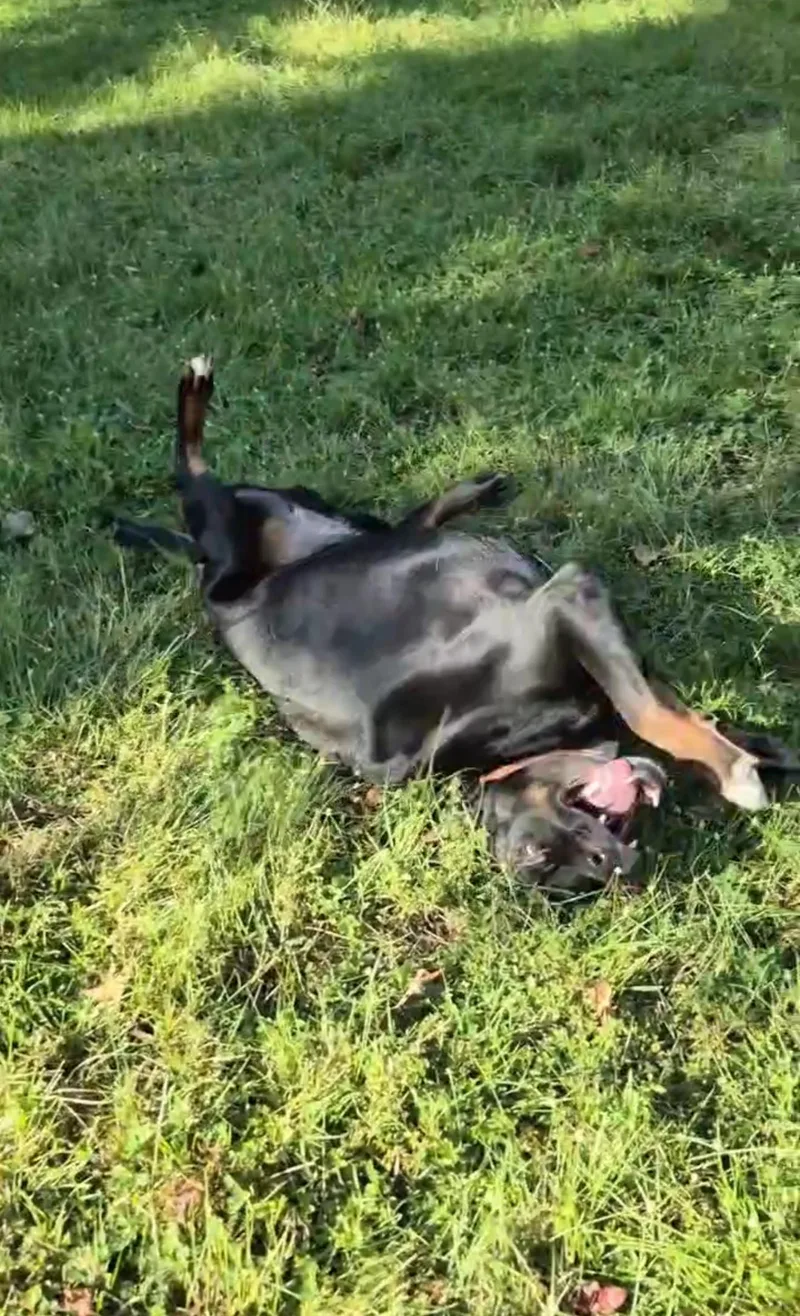 Roger Moore thumbnail 4