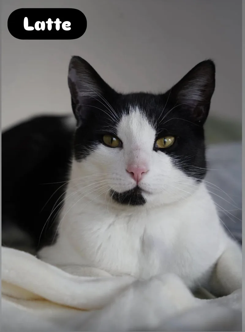 Latte
