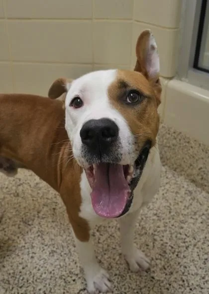 Freight Train thumbnail 2