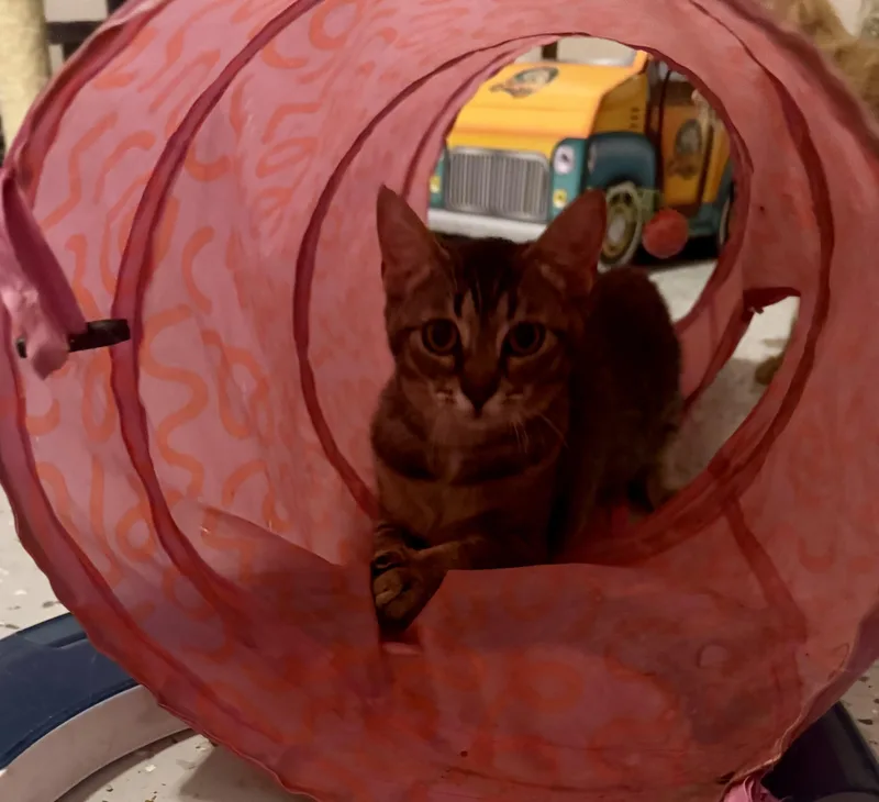 Sally Cheeks =^.^= thumbnail 2