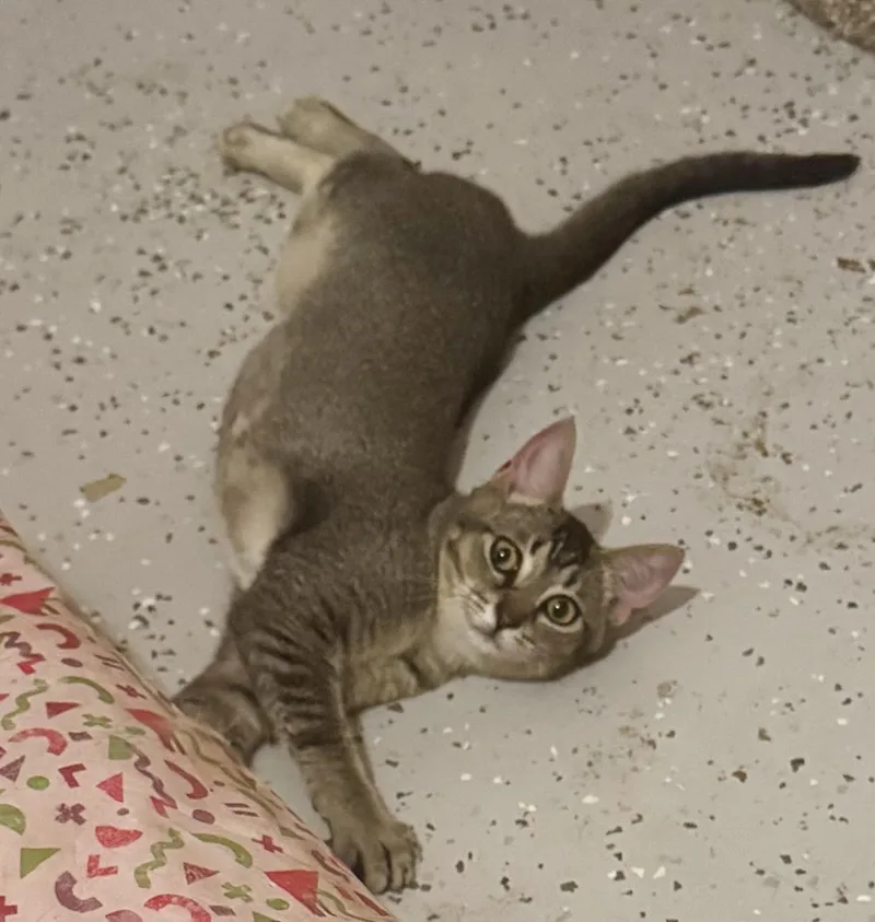 Sally Cheeks =^.^= thumbnail 3