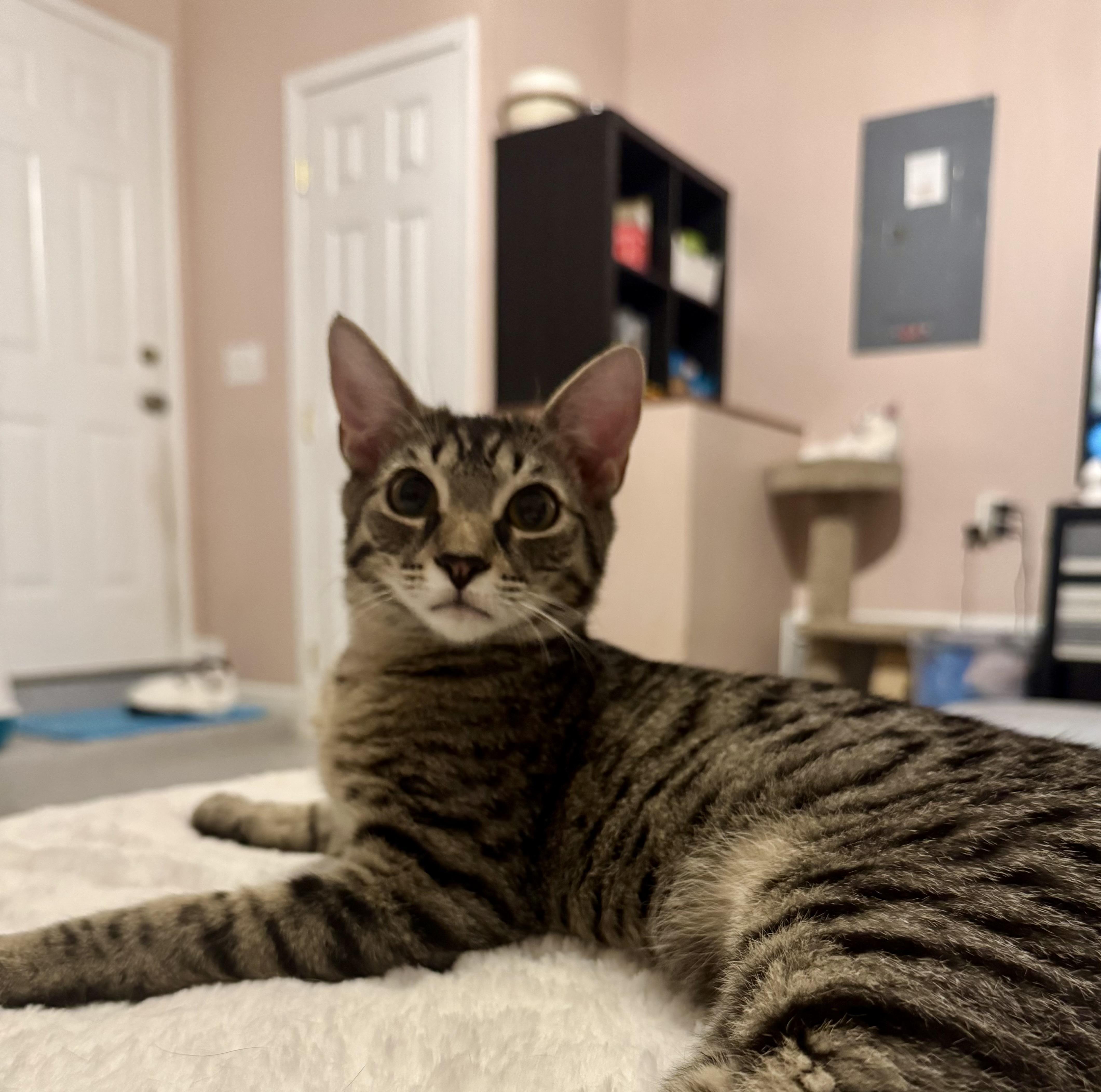 Fletcher =^.^= thumbnail 2